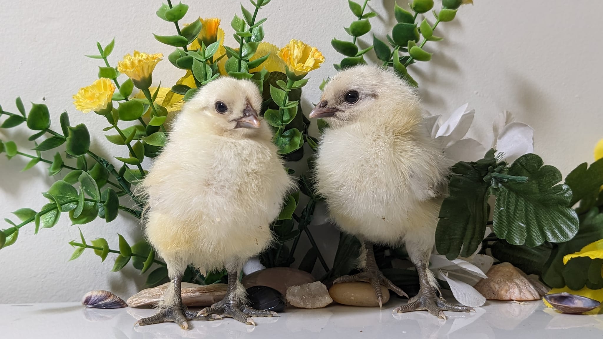 474624014_923964069862015_3170506380933372342_n